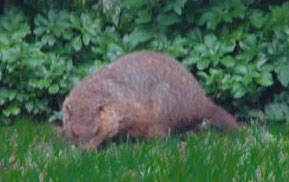 groundhog20.jpg