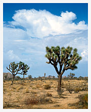 joshuatrees.jpg