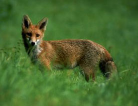 redfox0.jpg