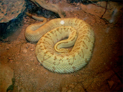 snake18.jpg